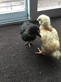 Copper Maran and Buff Orpington
