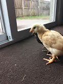 Copper Maran and Buff Orpington