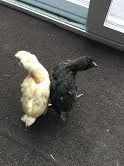 Copper Maran and Buff Orpington