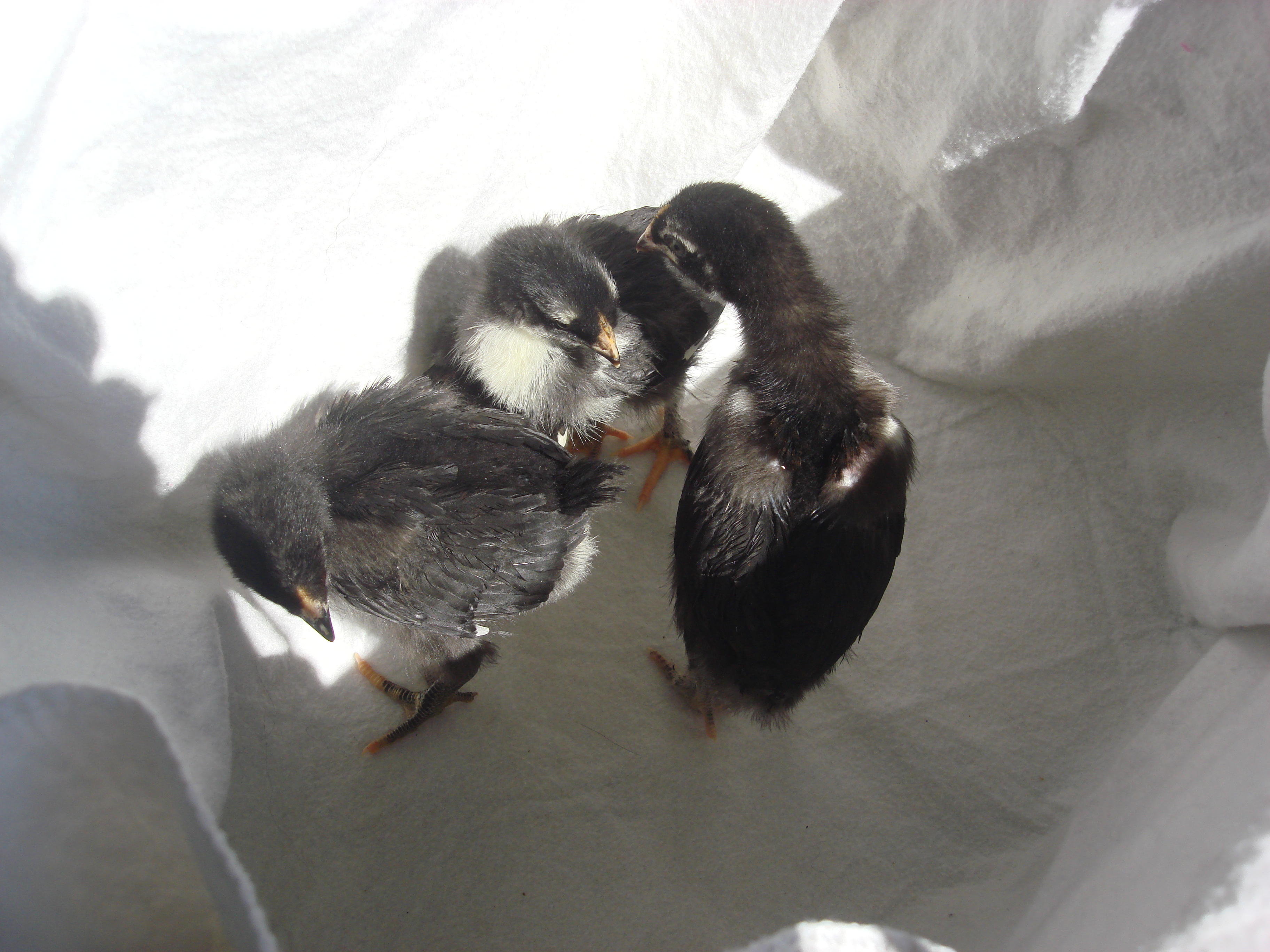 copper marans
1- 4k
2- 3wk
1-1 week