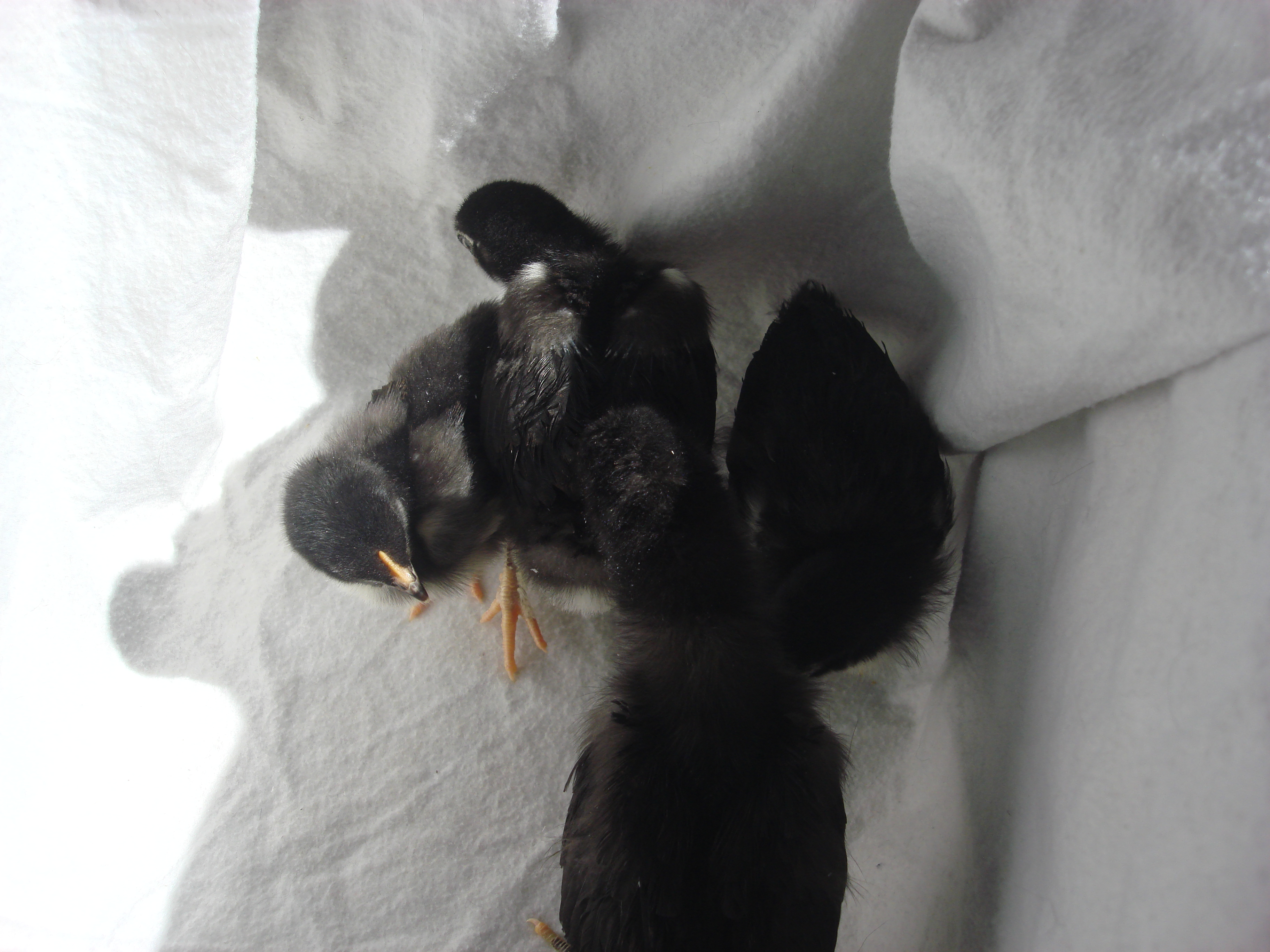 copper marans
1- 4k
2- 3wk
1-1 week