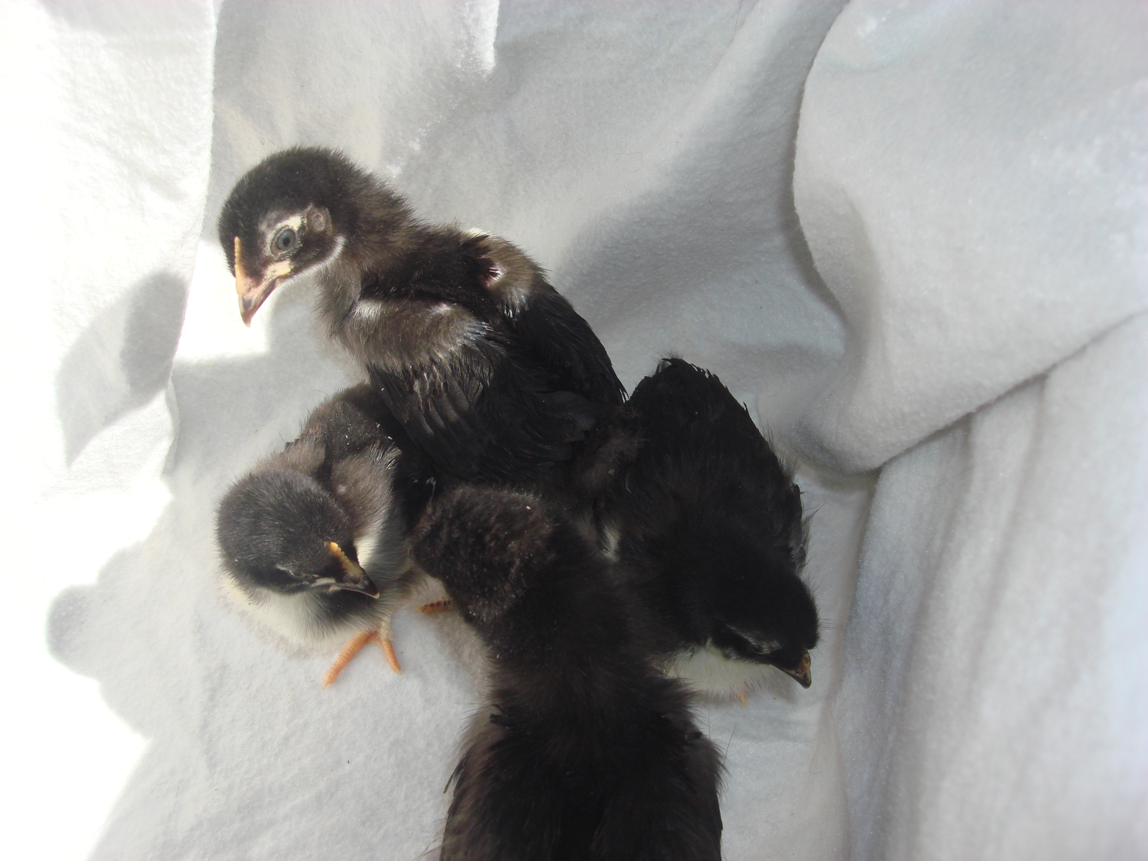 copper marans
1- 4k
2- 3wk
1-1 week