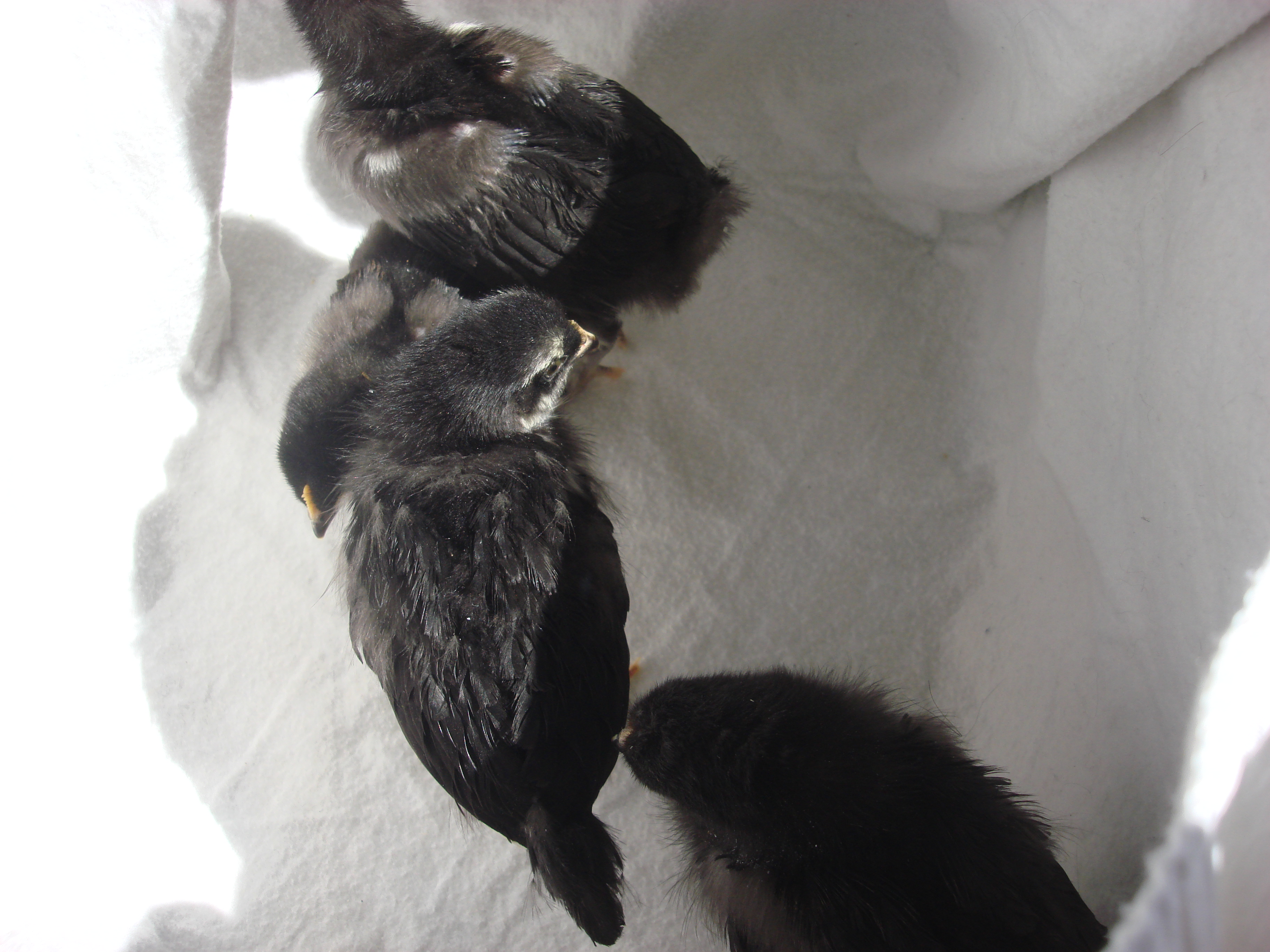 copper marans
1- 4k
2- 3wk
1-1 week