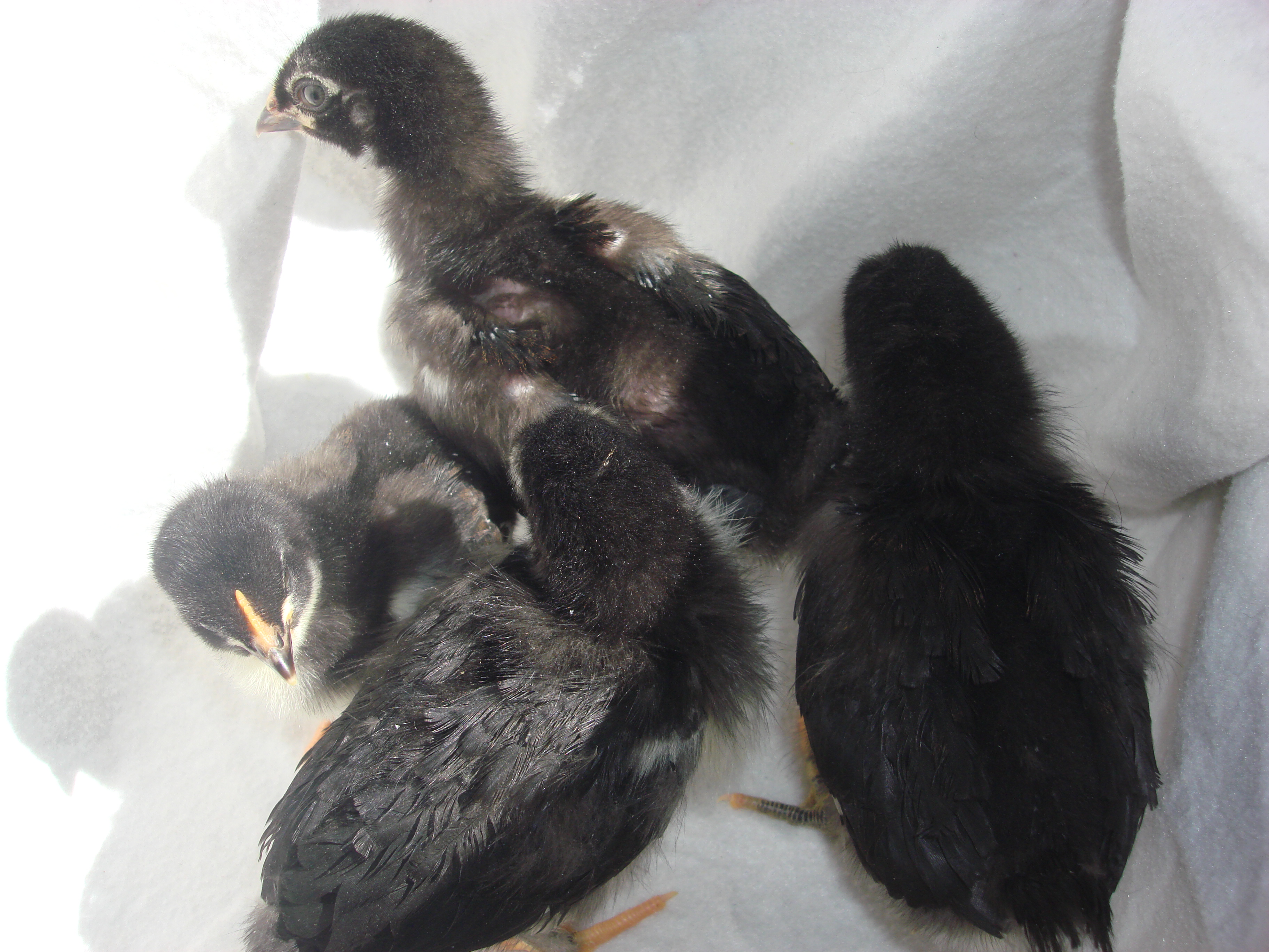 copper marans
1- 4k
2- 3wk
1-1 week