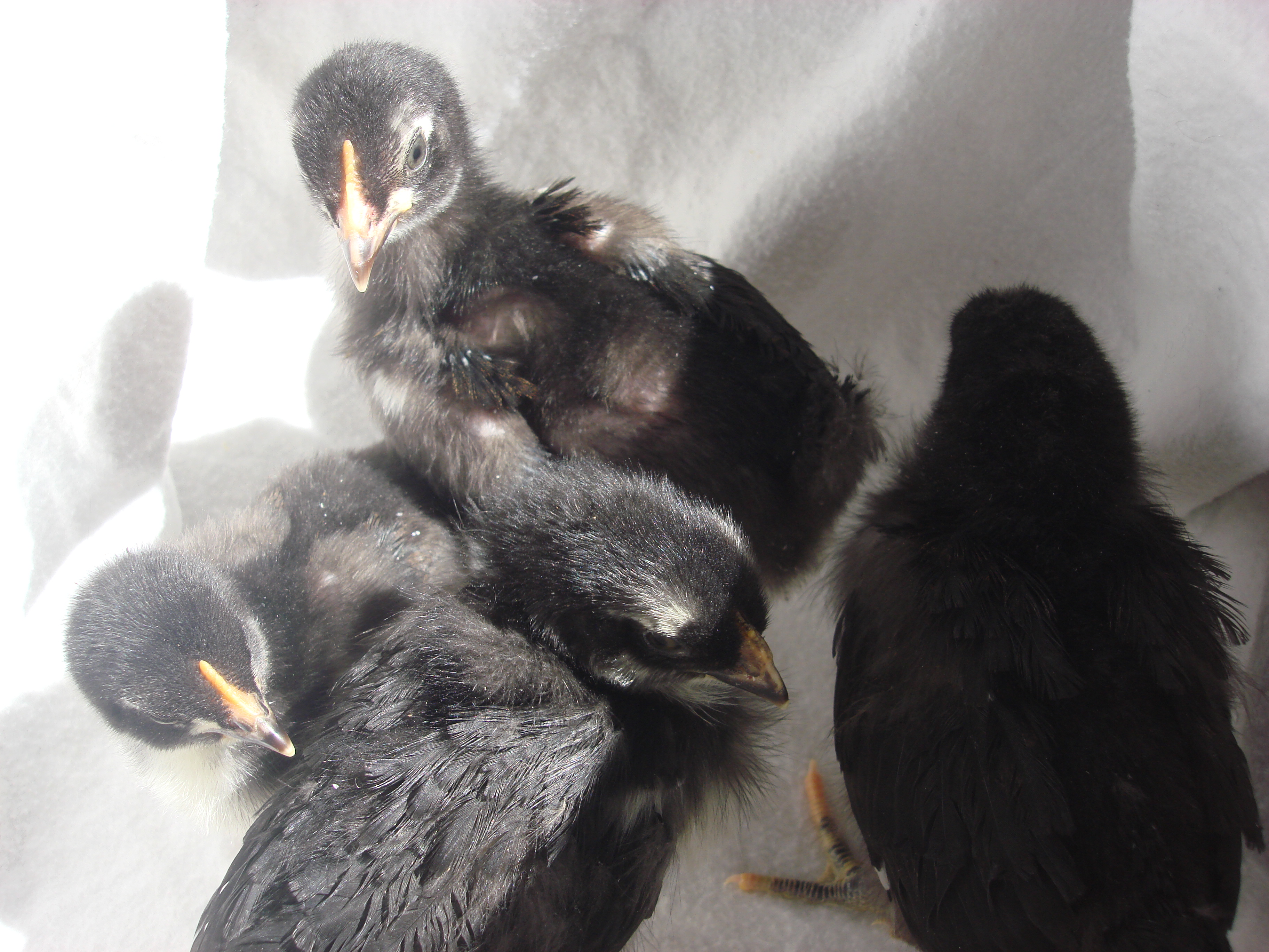copper marans
1- 4k
2- 3wk
1-1 week