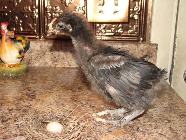 copper marans 4 weeks old