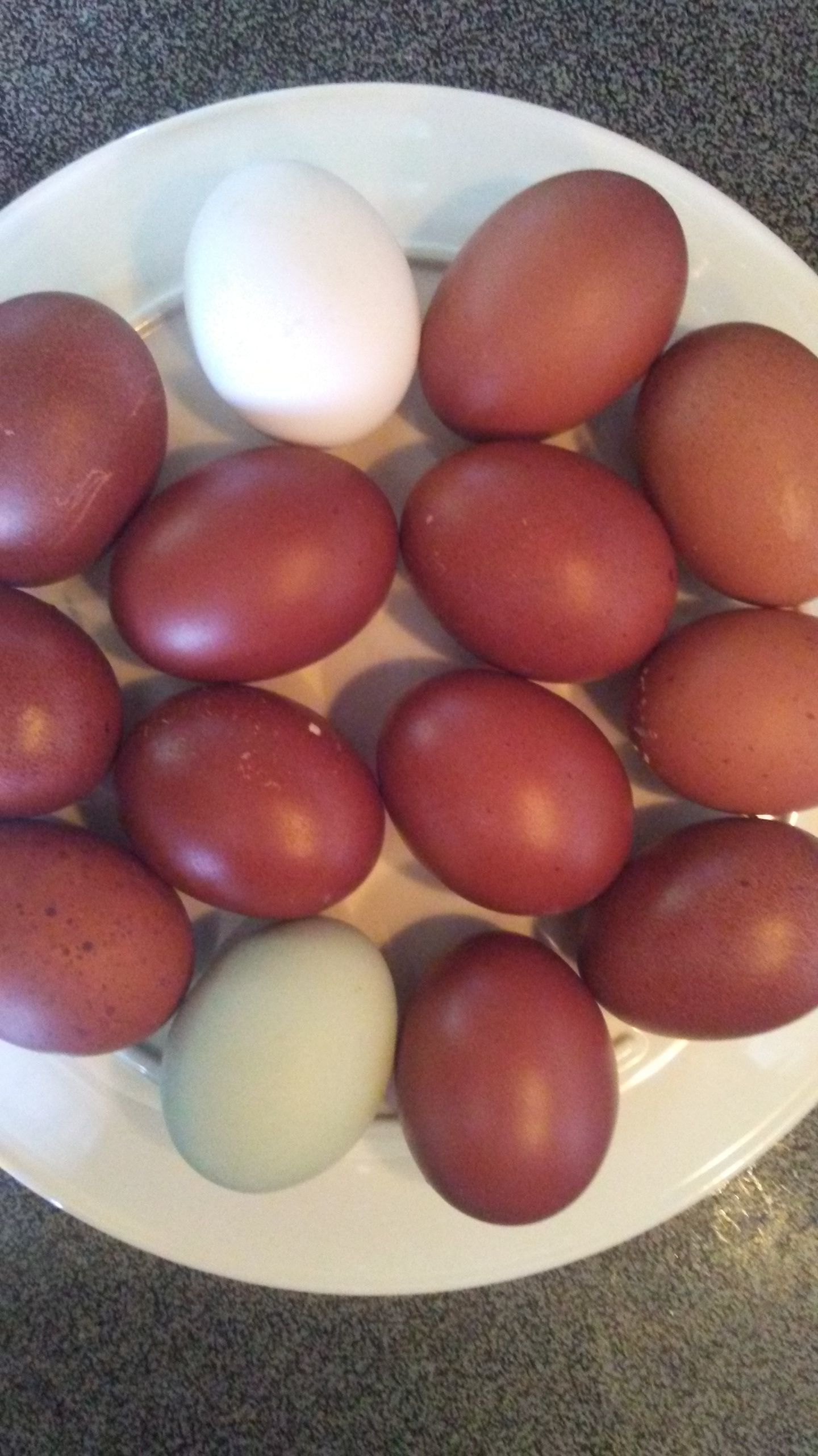 Copper Marans eggs just arrived!
Placed a storebought white egg and one
of my Easter Egger eggs for comparison.