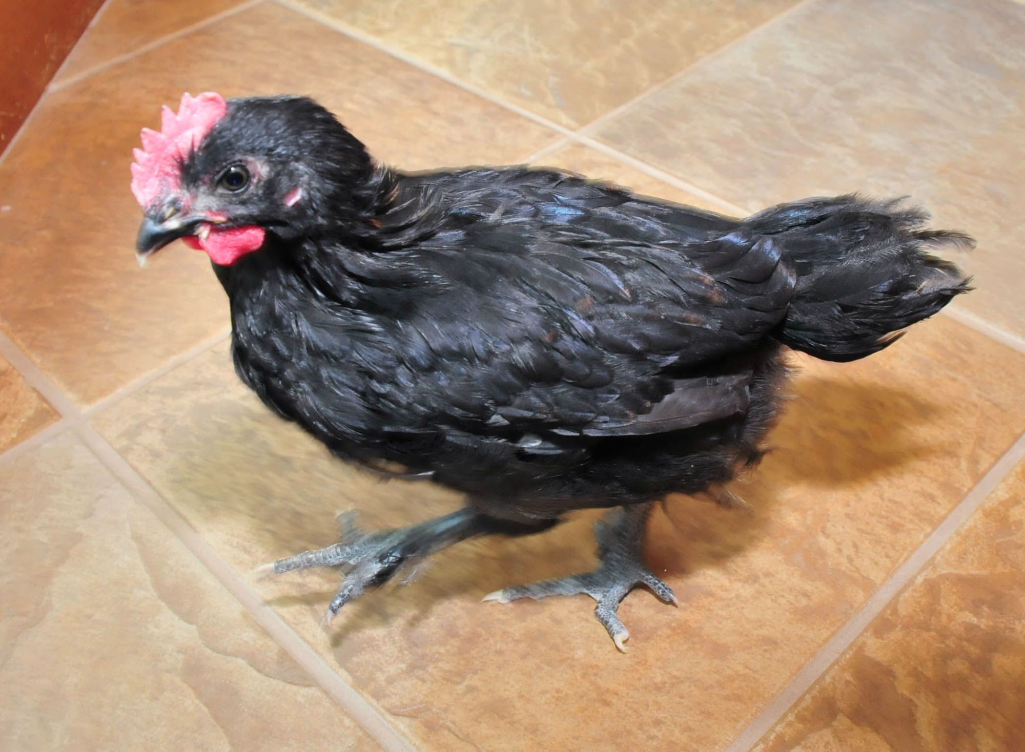 Copper, our 1st Marans, but she turned out to be a he.  So he now lives with the neighbors.