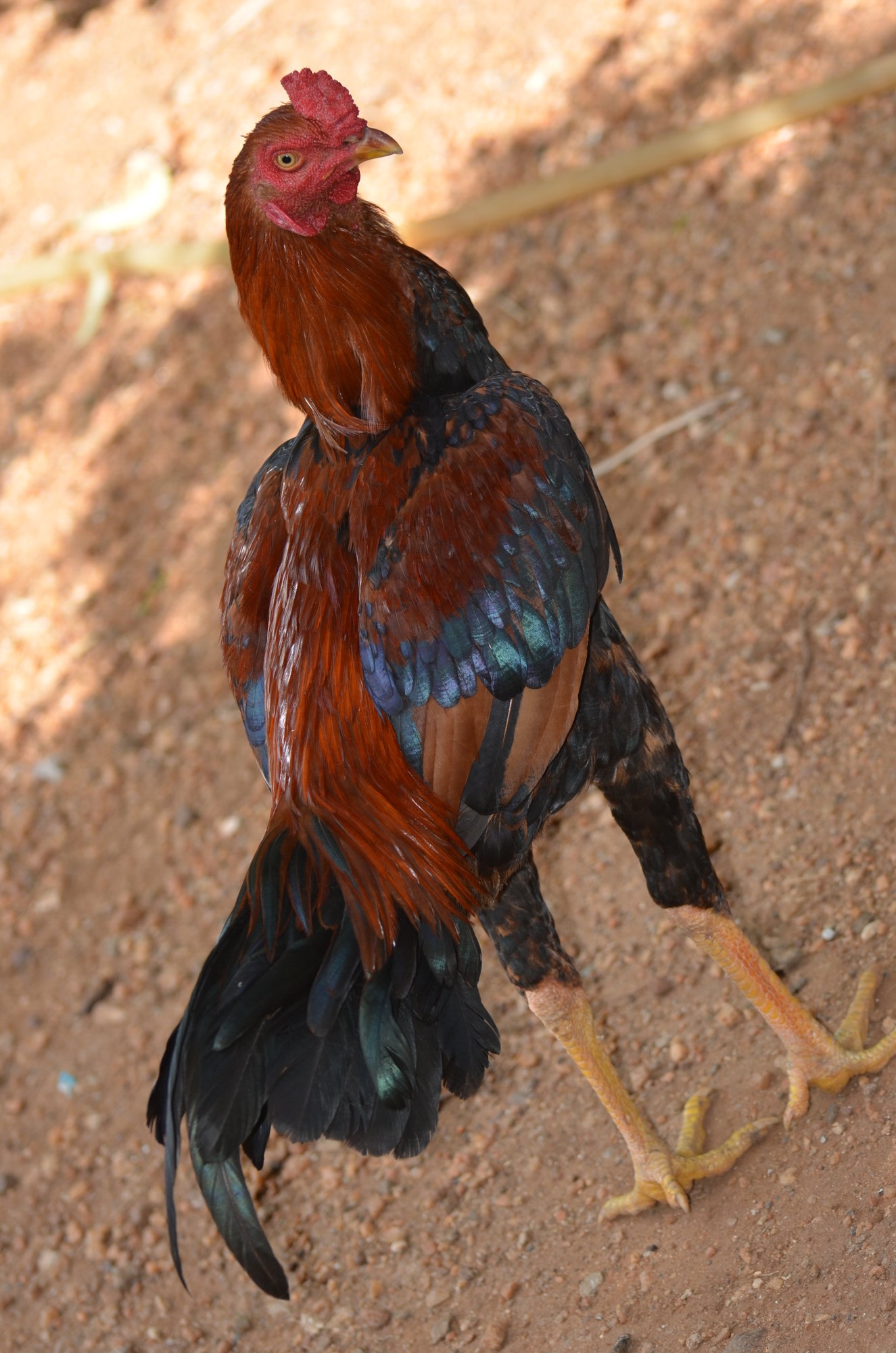 'Copper' - Our 8 month Old Cockerel with unique Tail Coverts