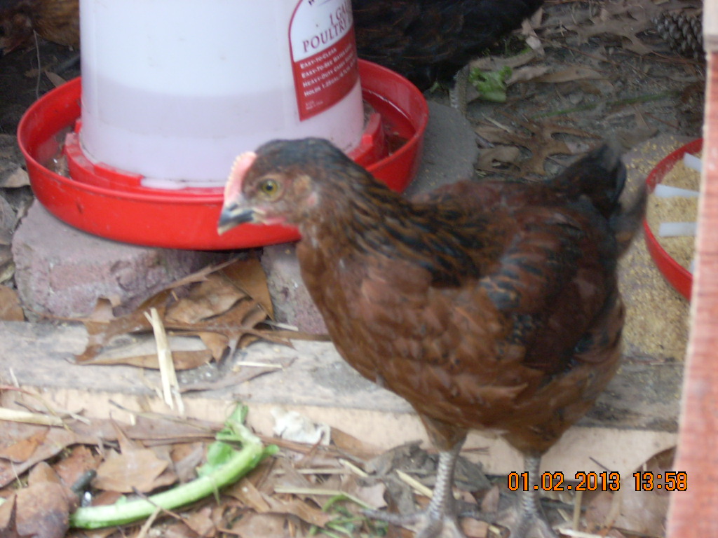 Copper Rhode hen