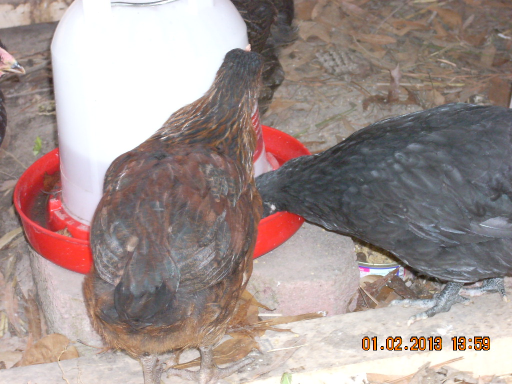 Copper Rhode hen