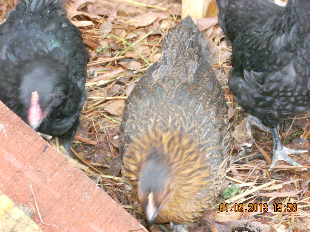 Copper Rhode hen