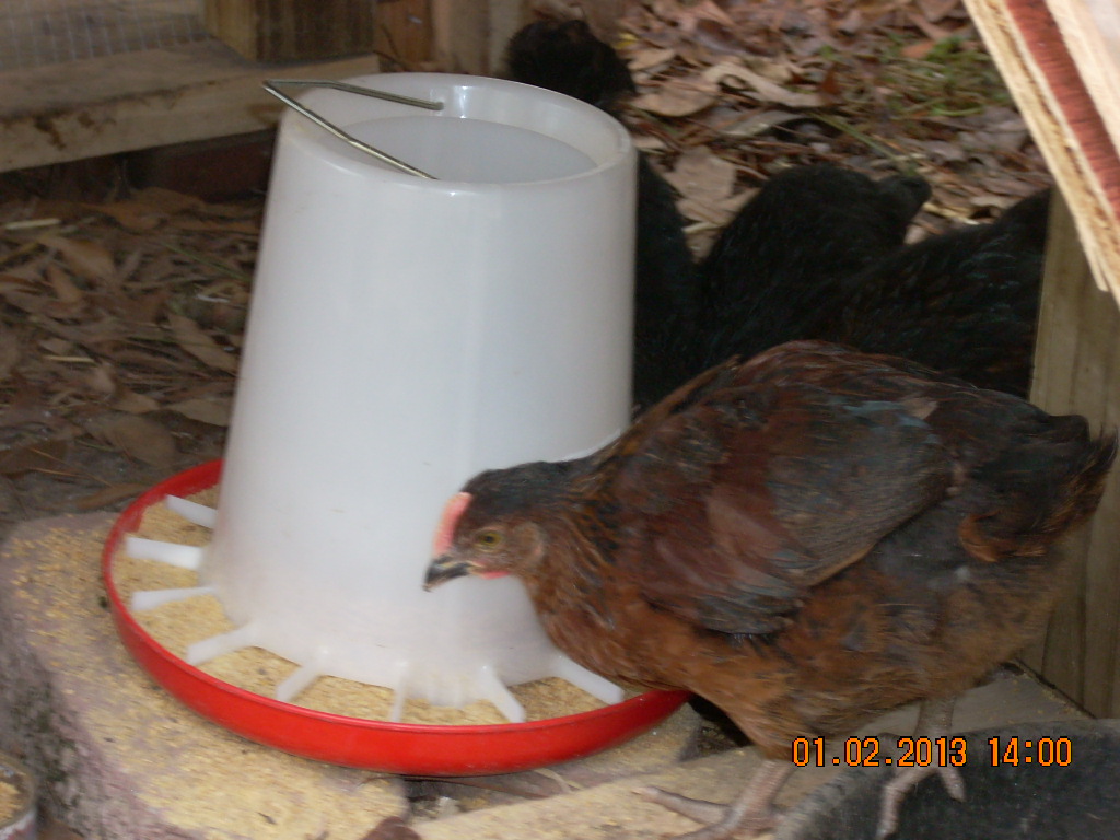 Copper Rhode hen