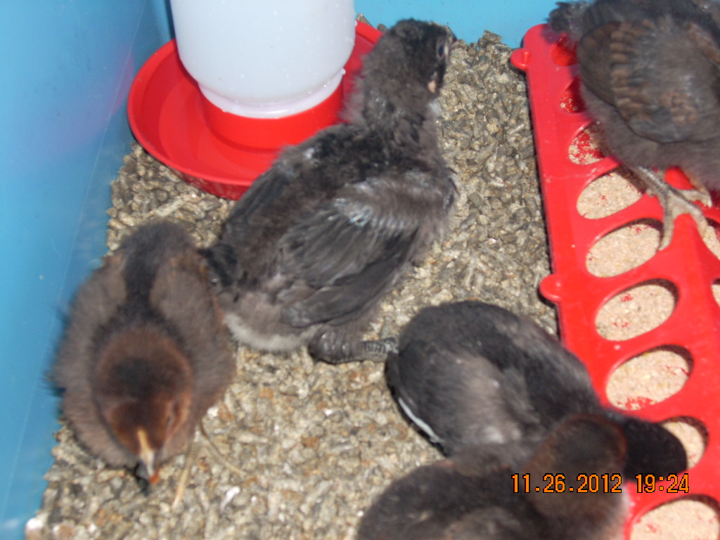 Copper Rhode is 10 days old
Unidentified is 17 days old, considerably larger with a long neck