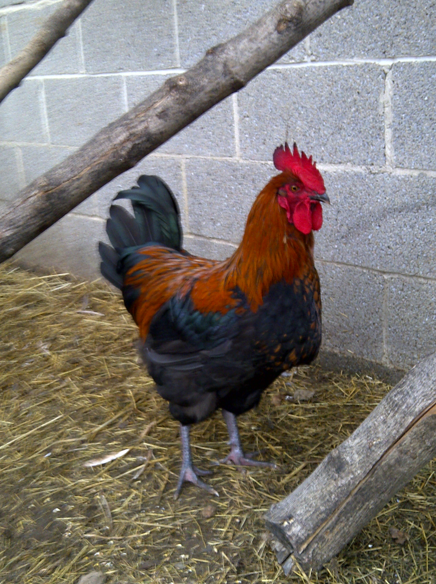 Copper standing tall