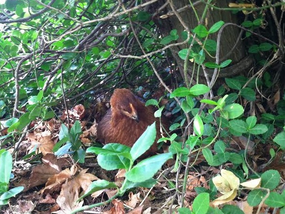 Cora in the jungle