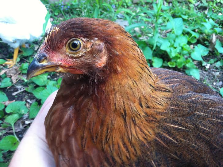 Cora
