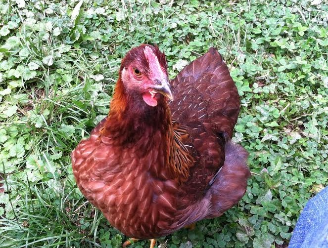 Cora