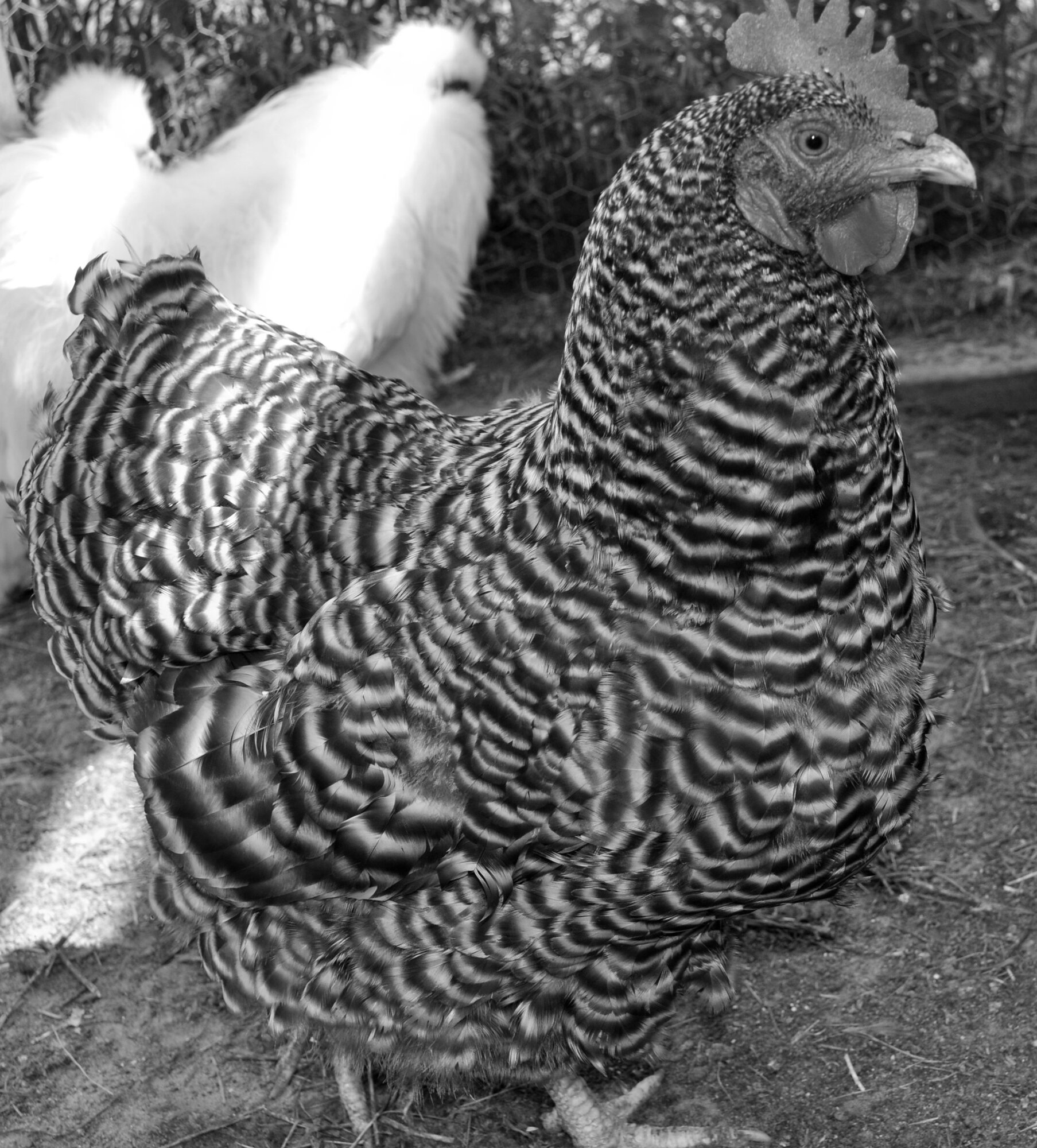 Cora
