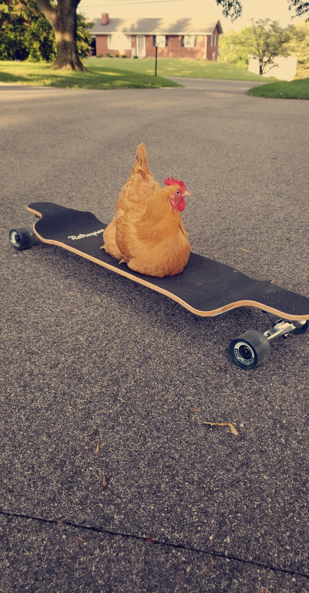 Corey on Long-board