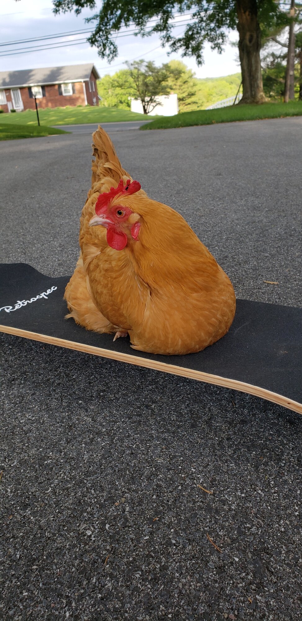 Corey on Long-board