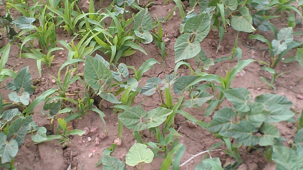 corn and beans.