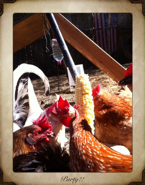 Corn on a stick.