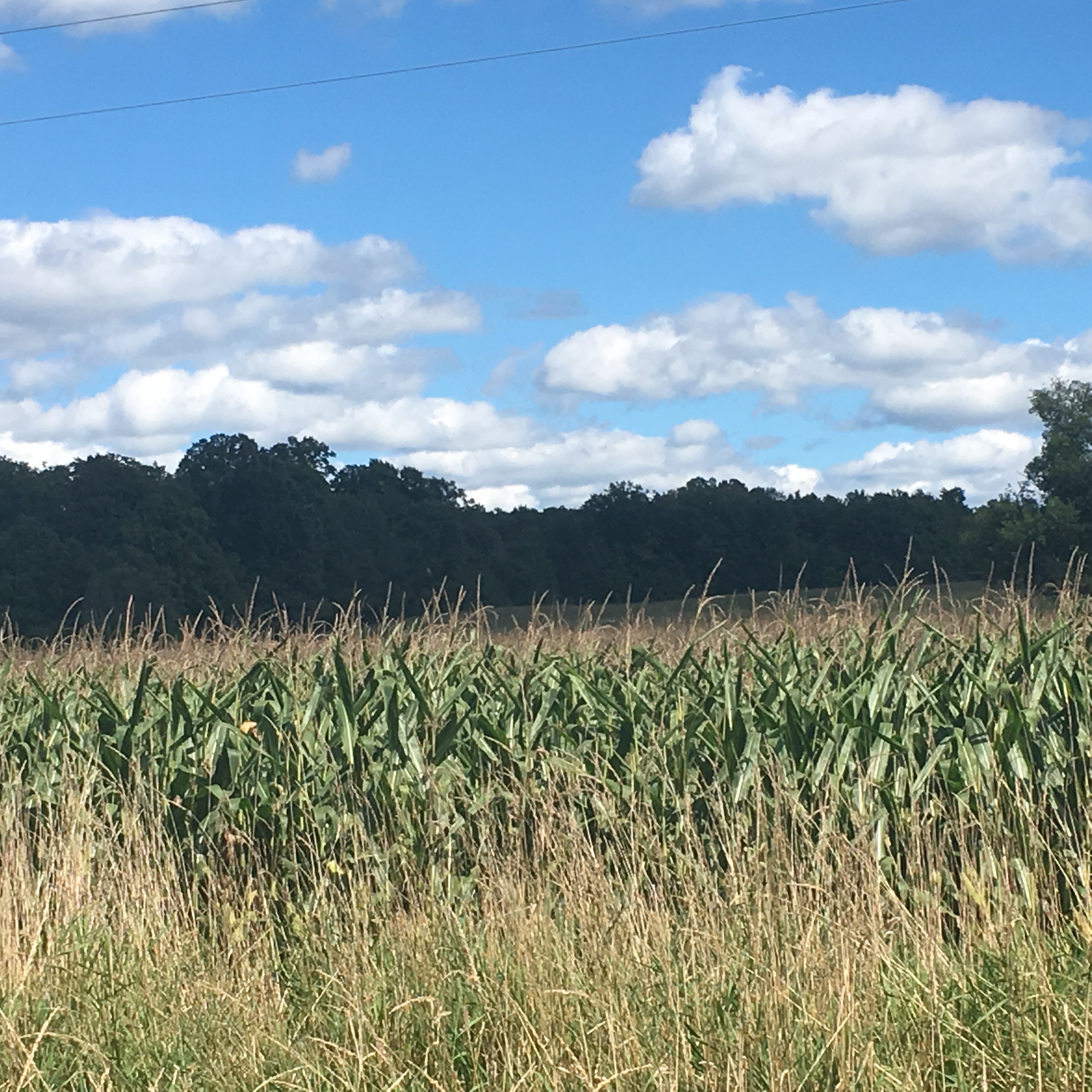 CORN!