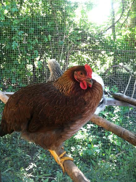 Cornelia has been getting things stuck in her throat this week, a little massaging and she recovers