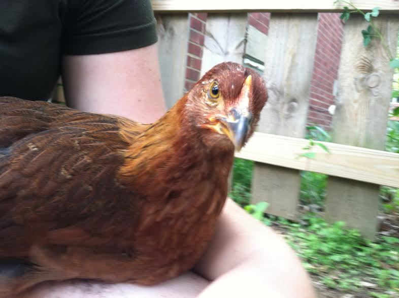 Cornelia on lap