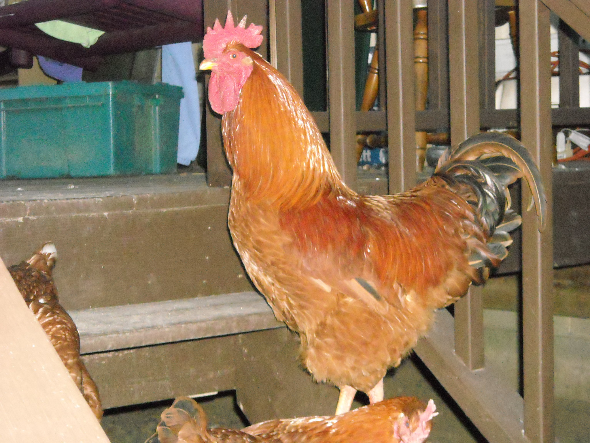 Cornelius-New Hampshire Red
One of the original 12 and the only cock.
Everything a flock leader should be-protective, energetic and loud!
Love this guy!
