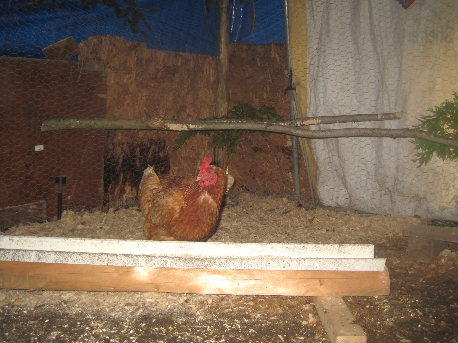 corner feeding and corner perch