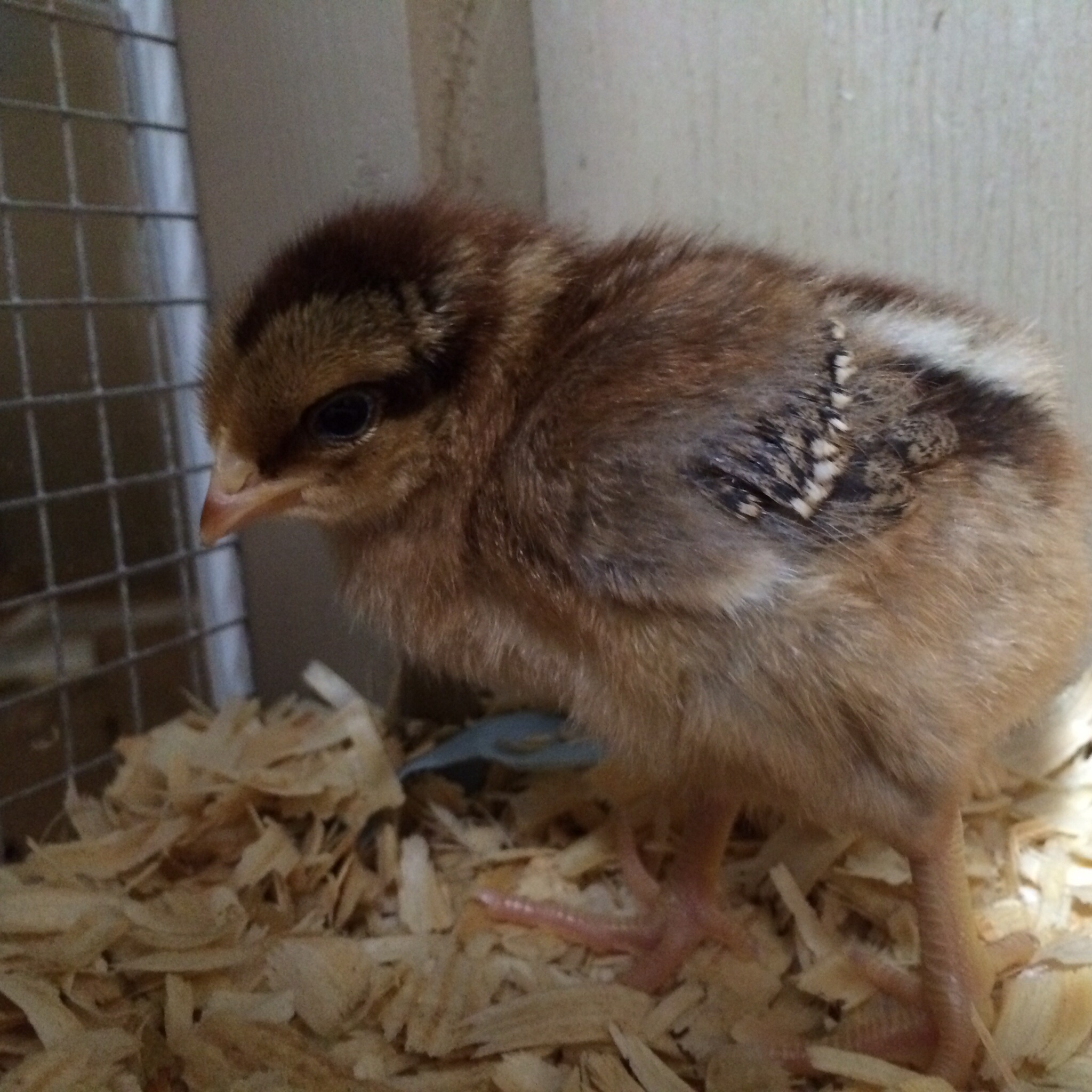 Cornflake -  one week