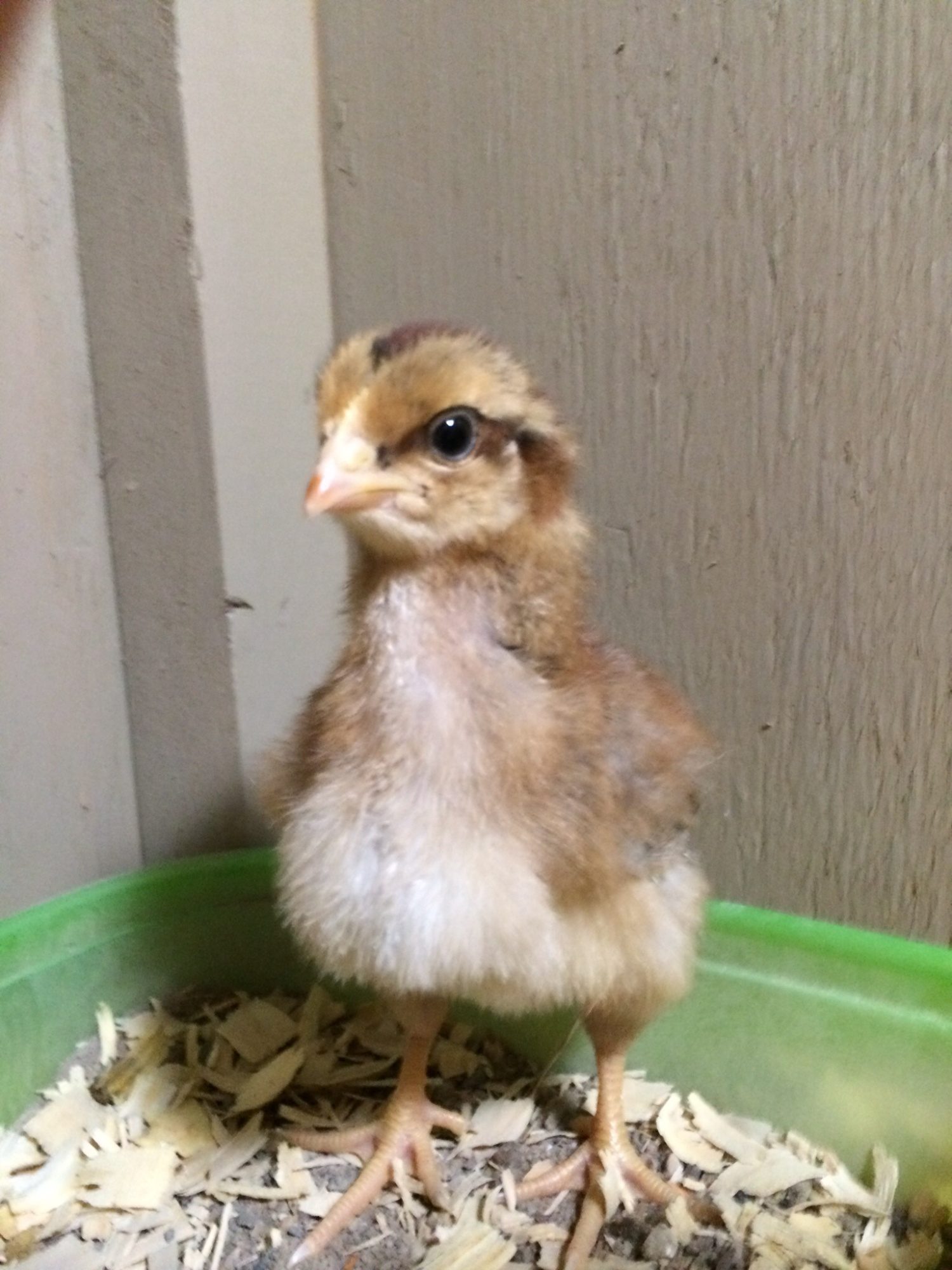 Cornflake -  one week