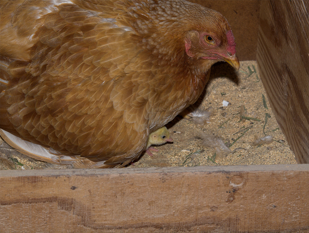 Cornish/Brahma hen with Self Blue turkey poult