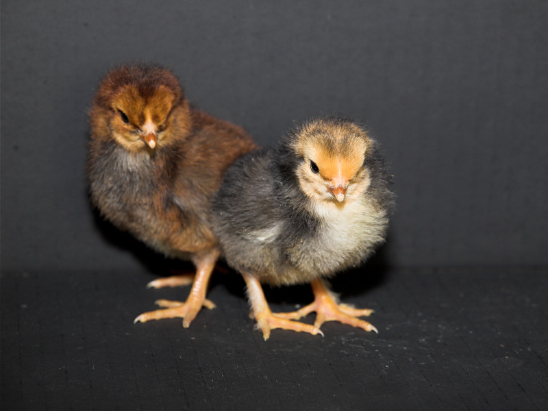 Cornish/Brahma/SFH chicks