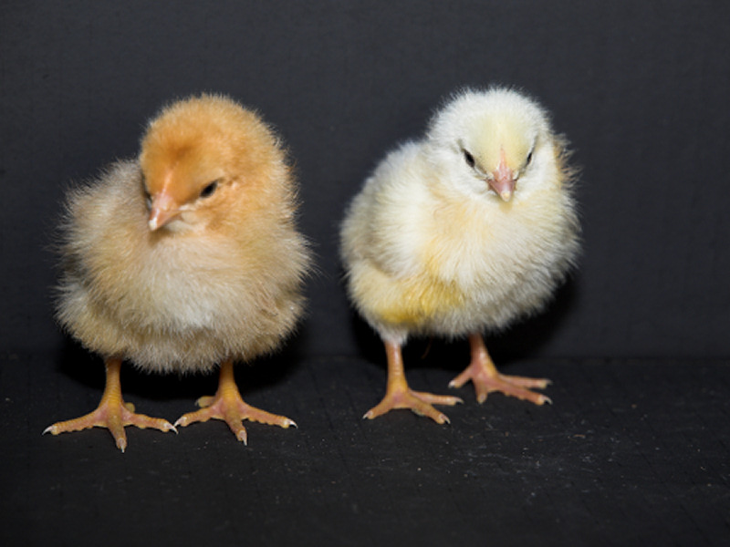 Cornish/Brahma/SFH chicks