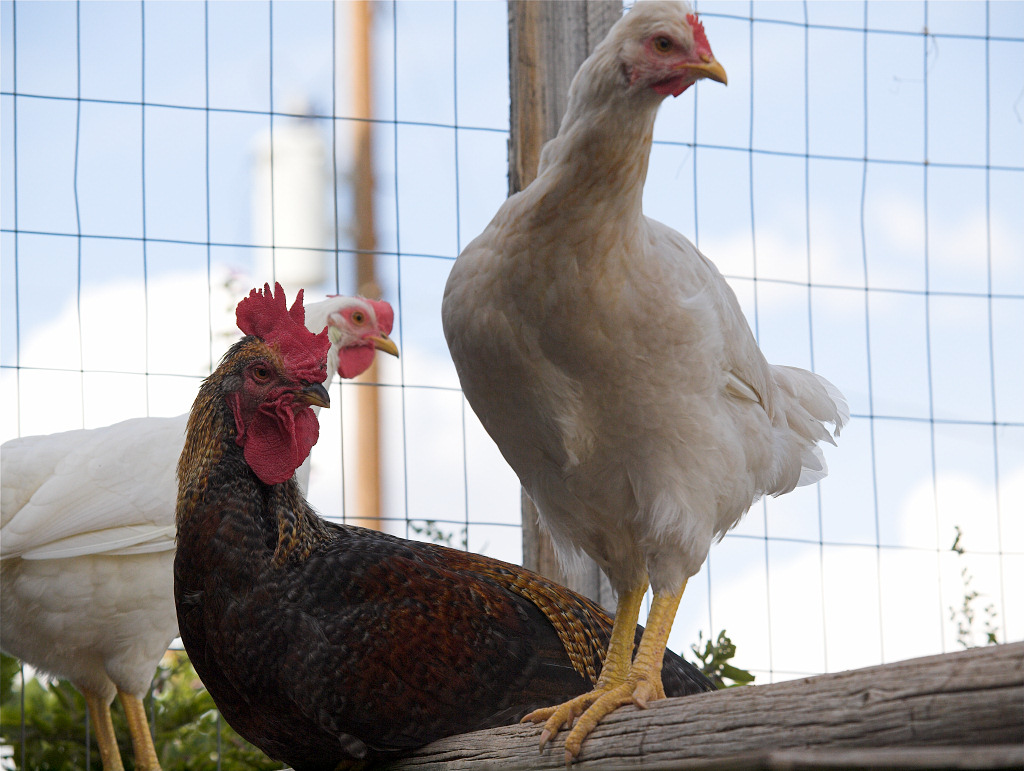 Cornish/Brahma/SFH/Cream Legbar hen and rooster