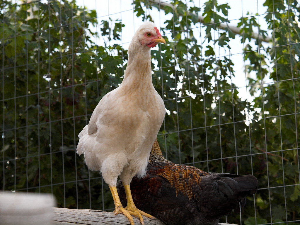 Cornish/Brahma/SFH/Cream Legbar hen