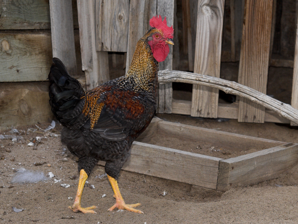 Cornish/Brahma/SFH/Cream Legbar rooster