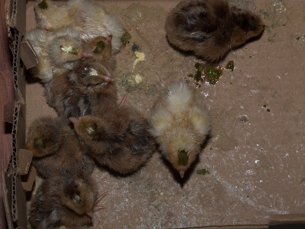 Cornish/Brahma/Welsummer cross