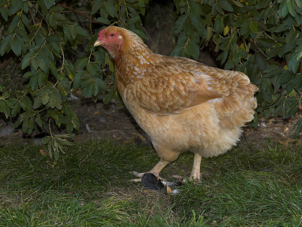 Cornish/Brahma