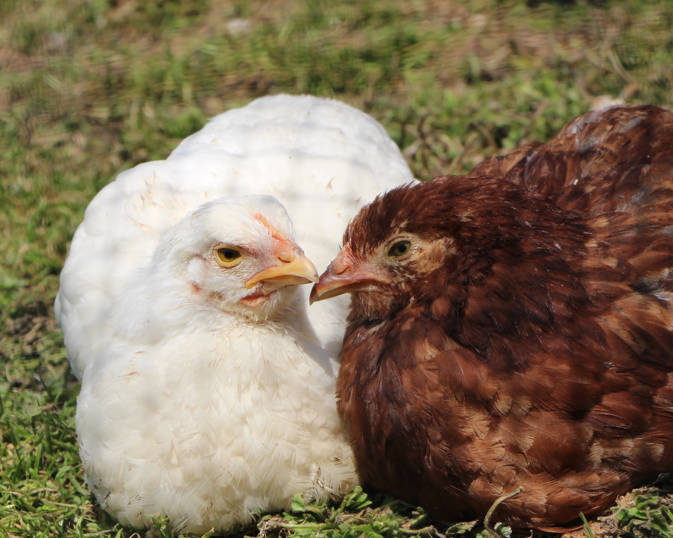 Cornish Rock and Rhode Island Red