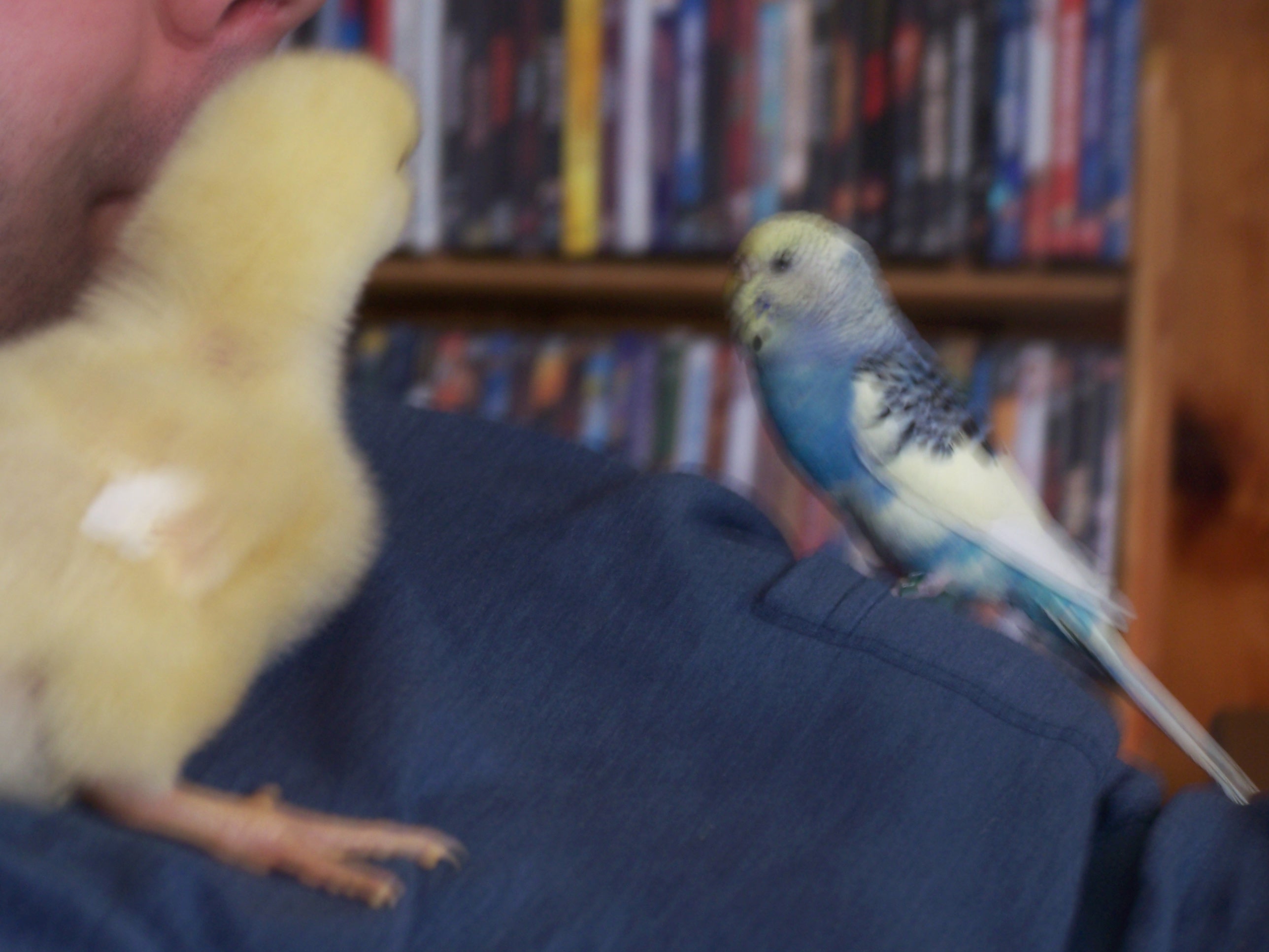 Cornish Rock chick meeting budgie