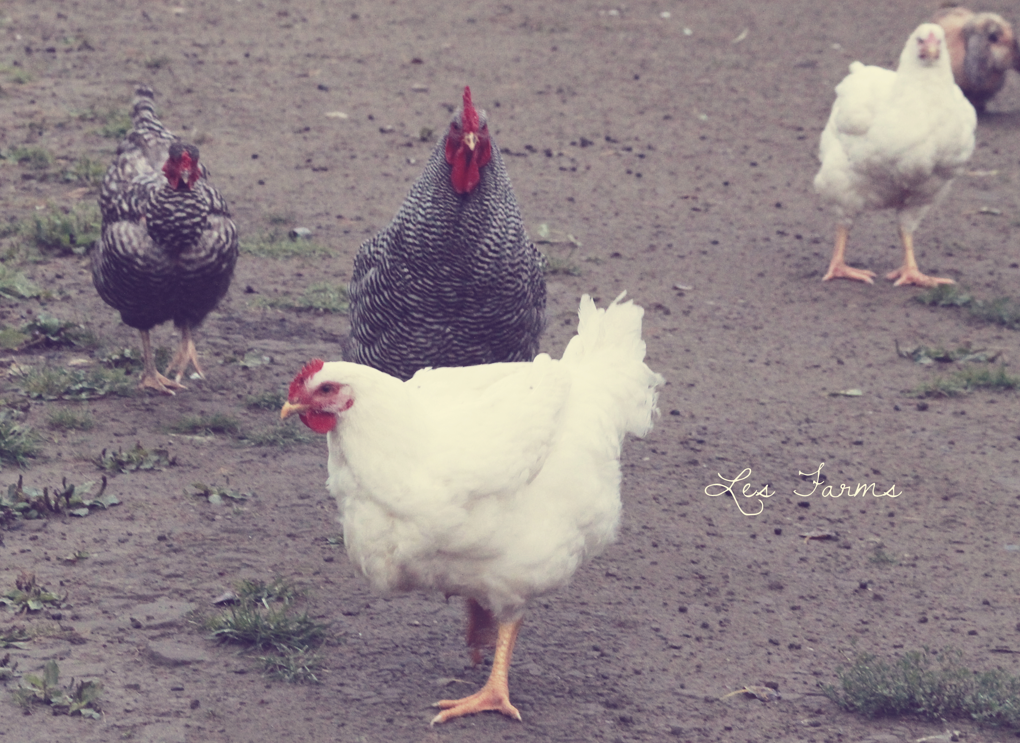 Cornish X - 10 weeks