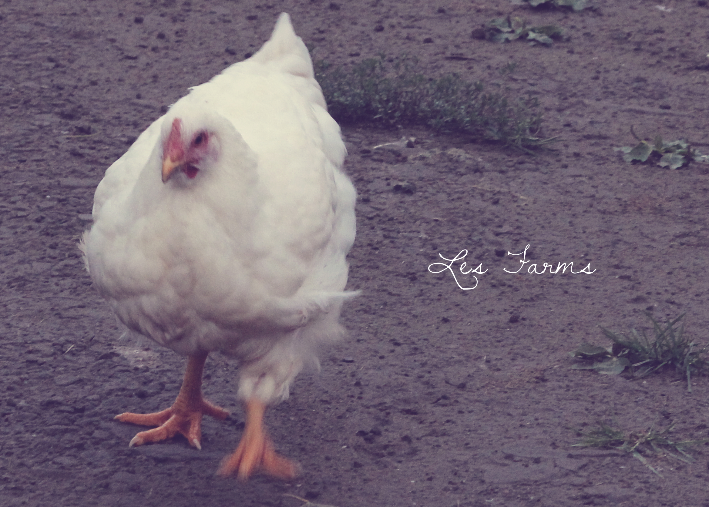 Cornish X - 10 weeks