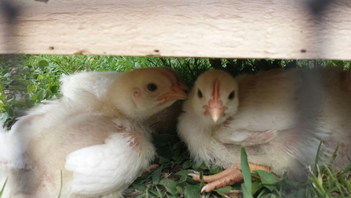 Cornish X chicks BackYard Chickens Learn How to Raise Chickens