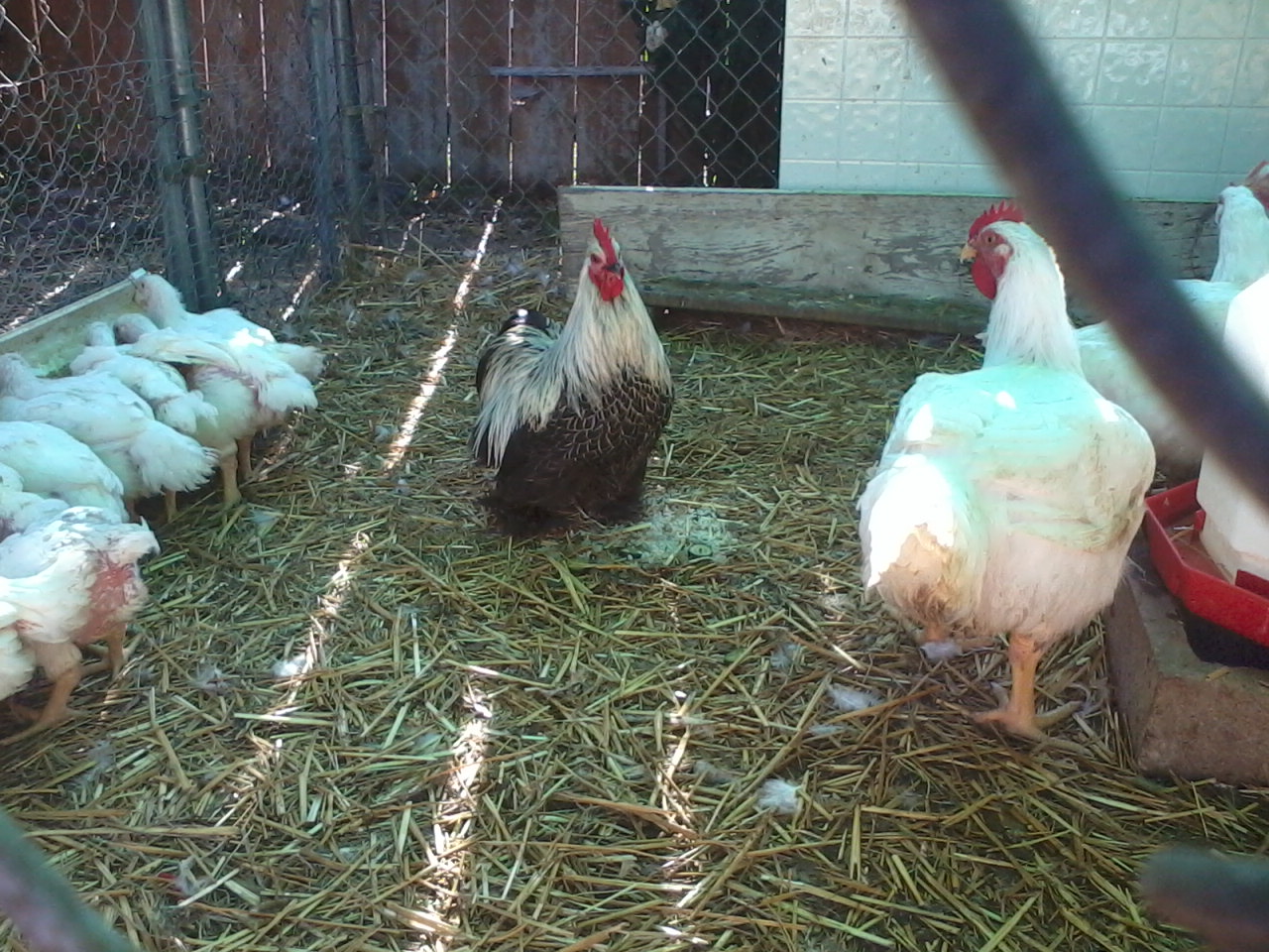 CornishX @4wks on left, bantum roo center and 10wk old CornishX on right. This guy dressed out at 10.5lbs at 12wks.
