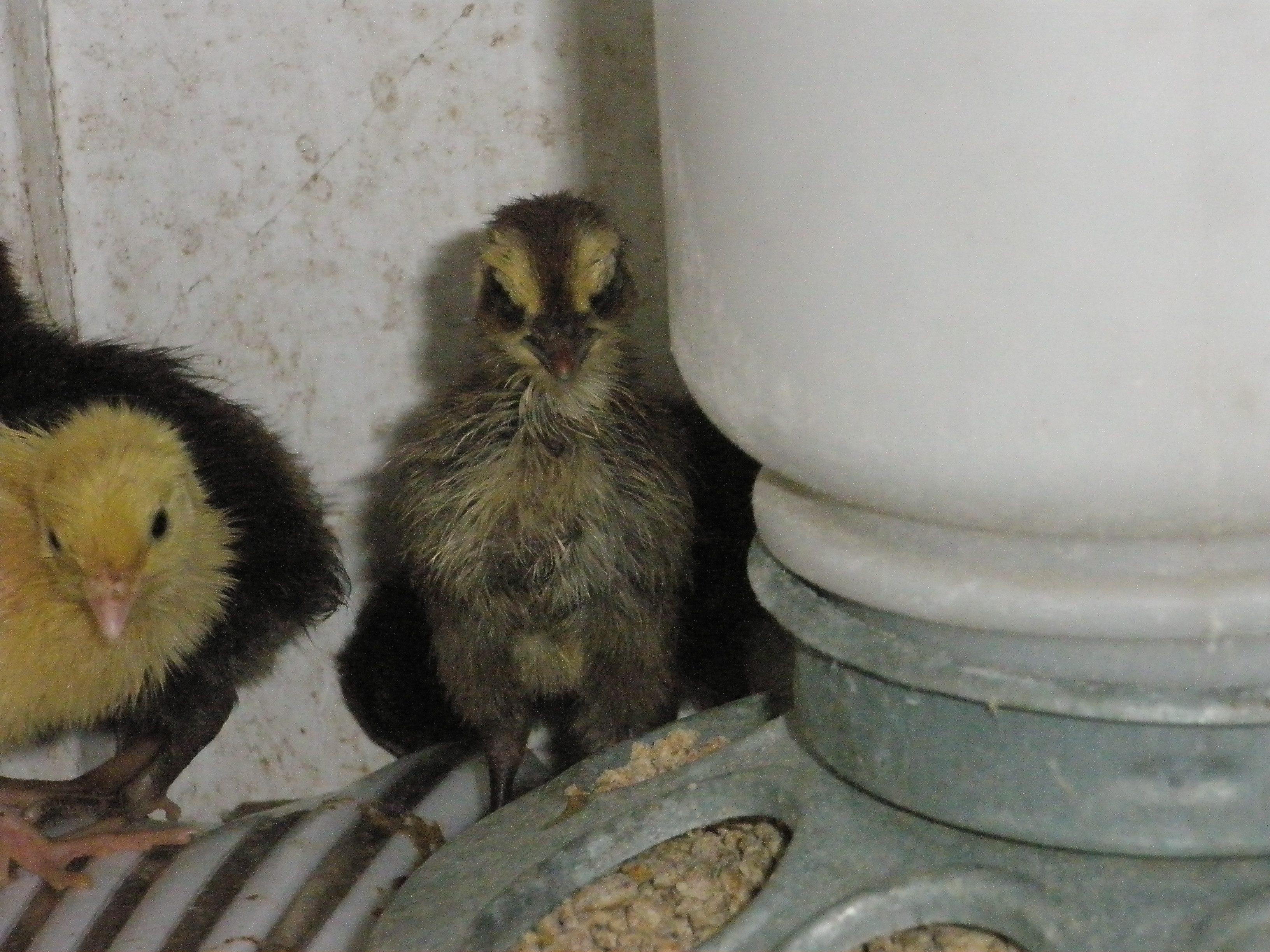 Cornix Quail at 1 week