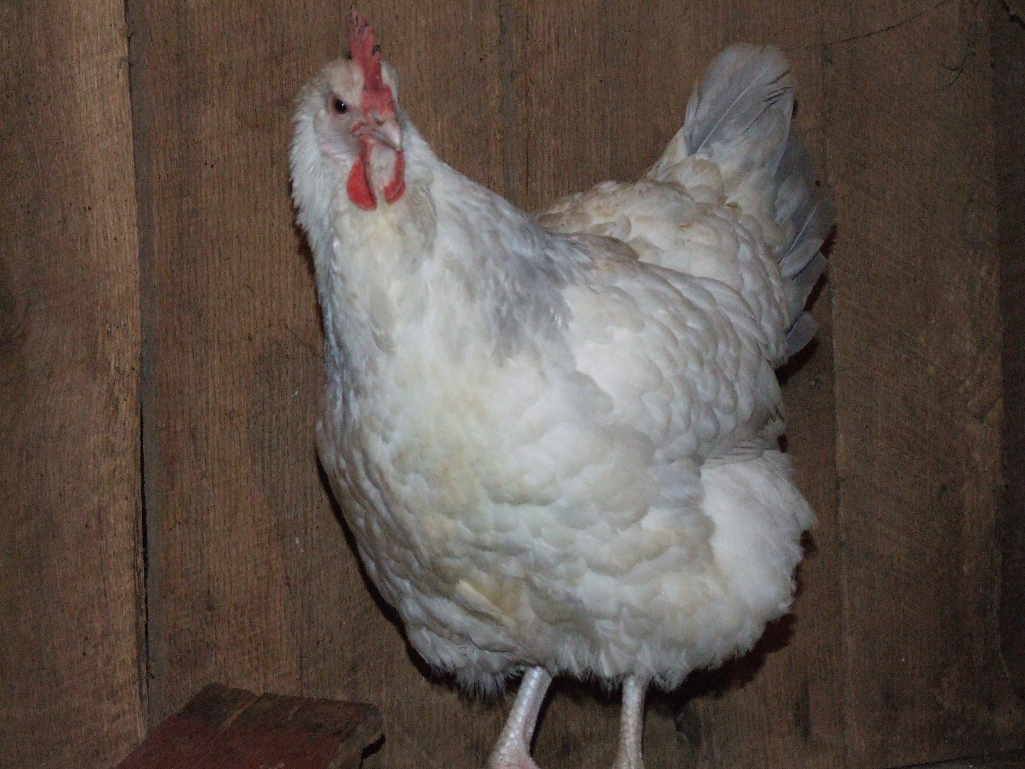 Coronation Hen